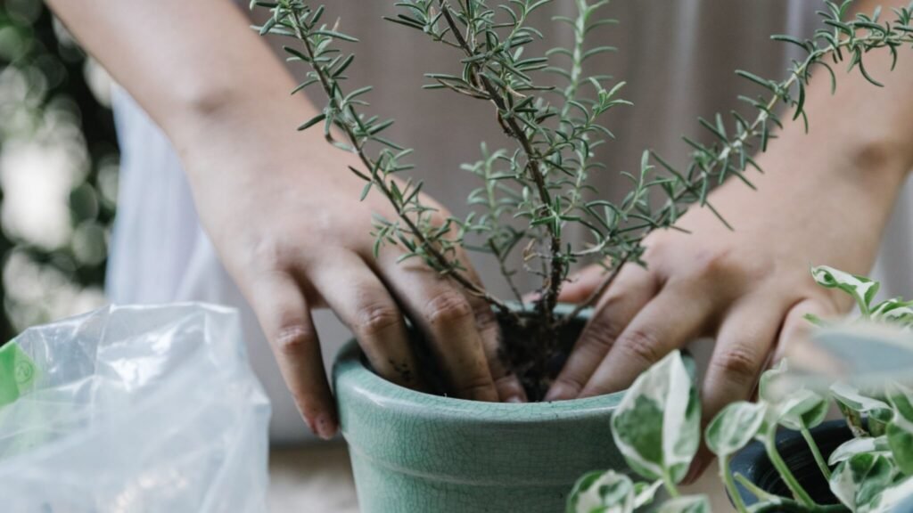Essential Tips for Indoor Plant Care