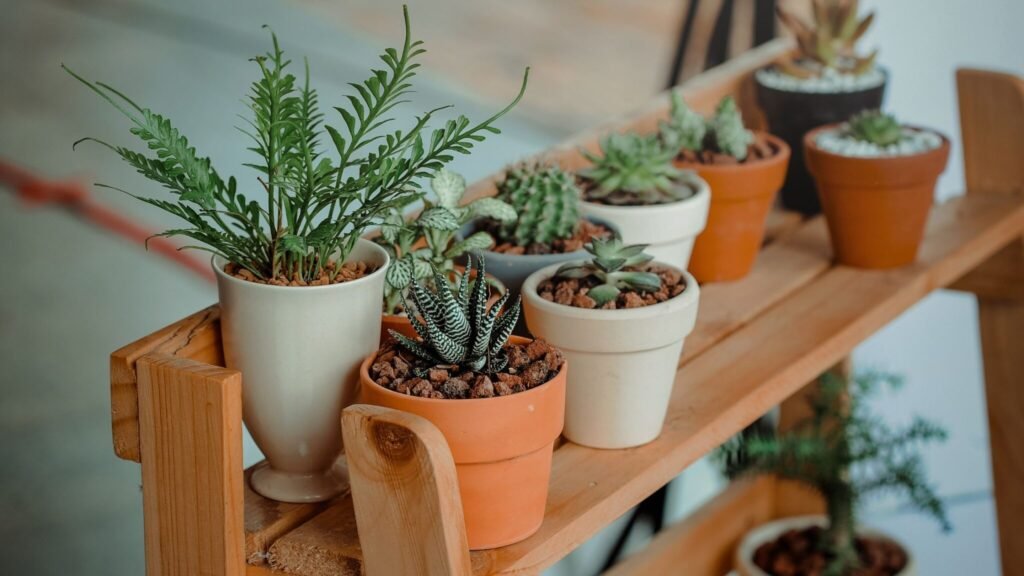  essential tips for Indoor Plant Care