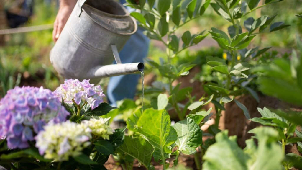 A person Is watering its home plants